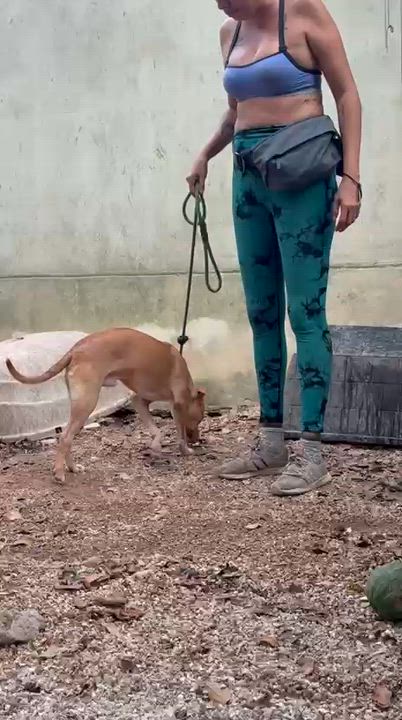 Enlarge Milo, a ADOPTABLE mixed breed in New York, NY video 3/6