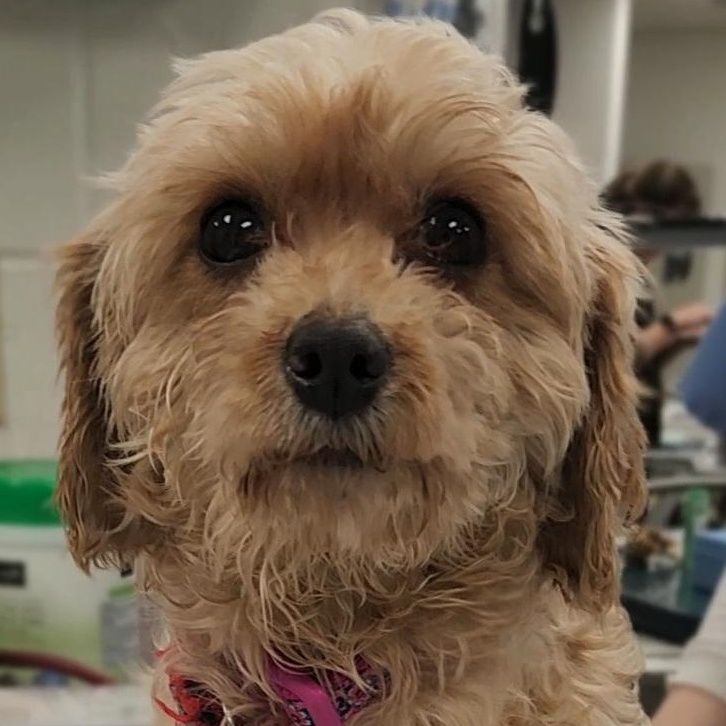 HAZEL, adopted, Adult Female Cavapoo.