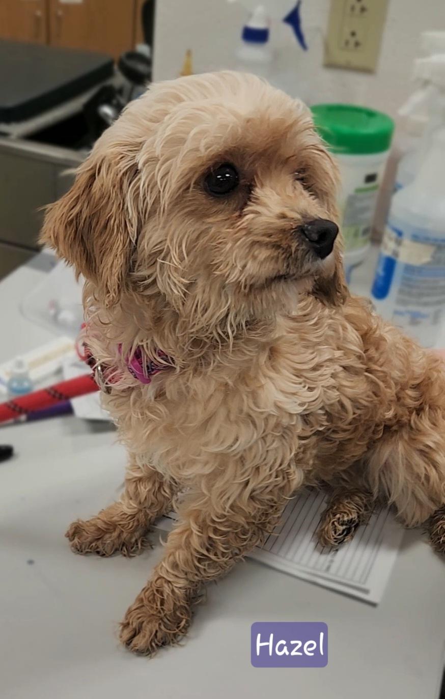 HAZEL, an adopted Cavapoo in Ashland, OH image 2/5