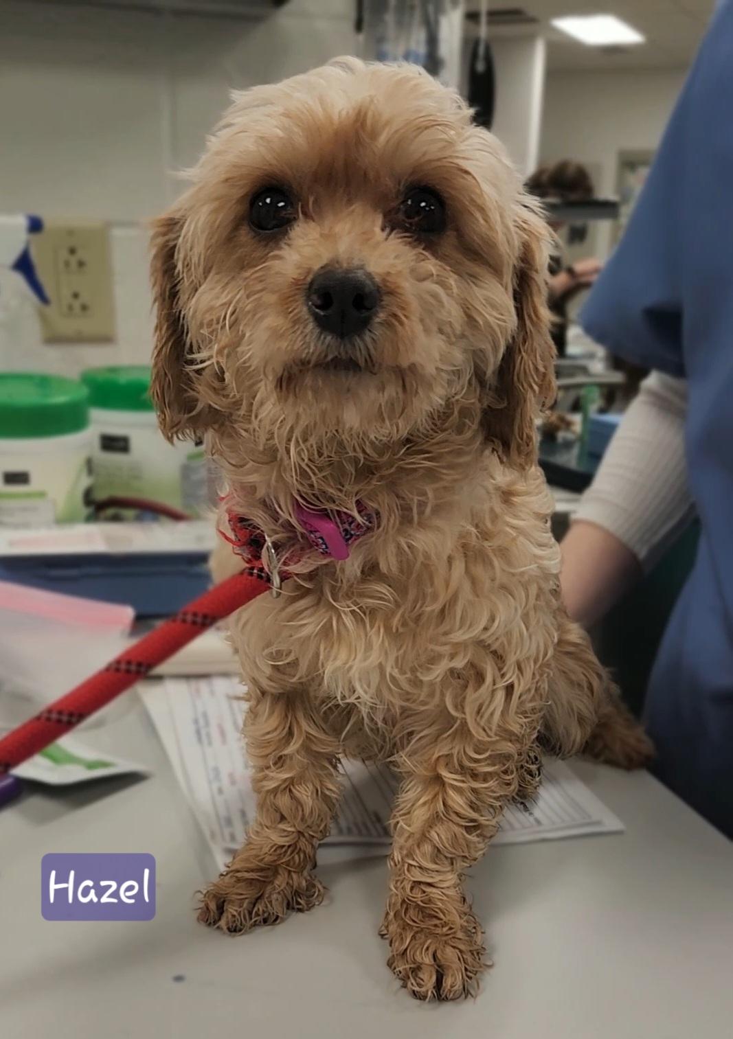 HAZEL, an adopted Cavapoo in Ashland, OH image 4/5