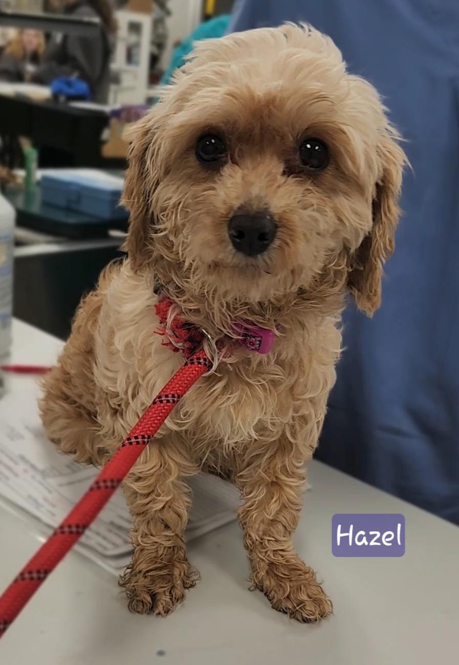 HAZEL, an adopted Cavapoo in Ashland, OH image 3/5