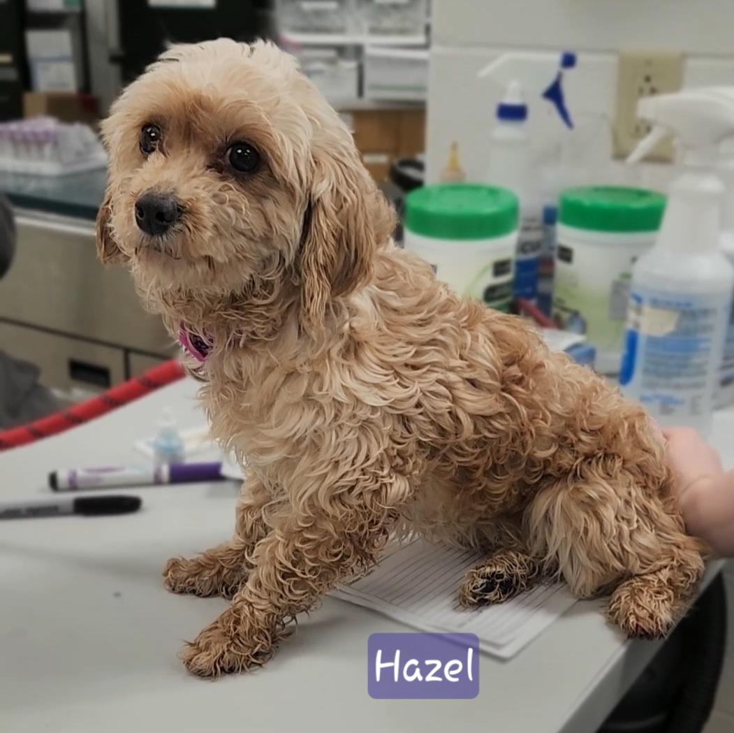 HAZEL, an adopted Cavapoo in Ashland, OH image 5/5