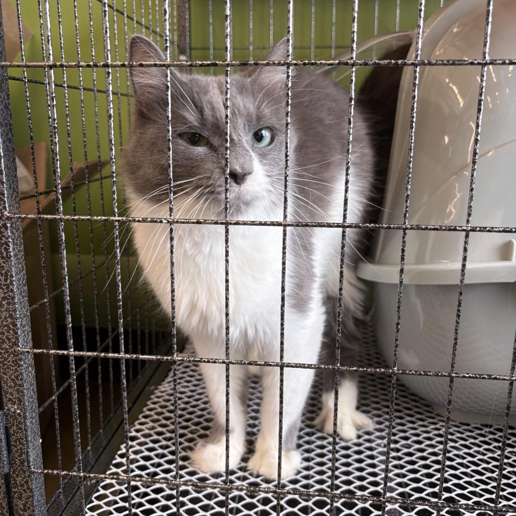 Enlarge BeeCee, a Adoptable Domestic Medium Hair in St. Paul, MN image 1/2