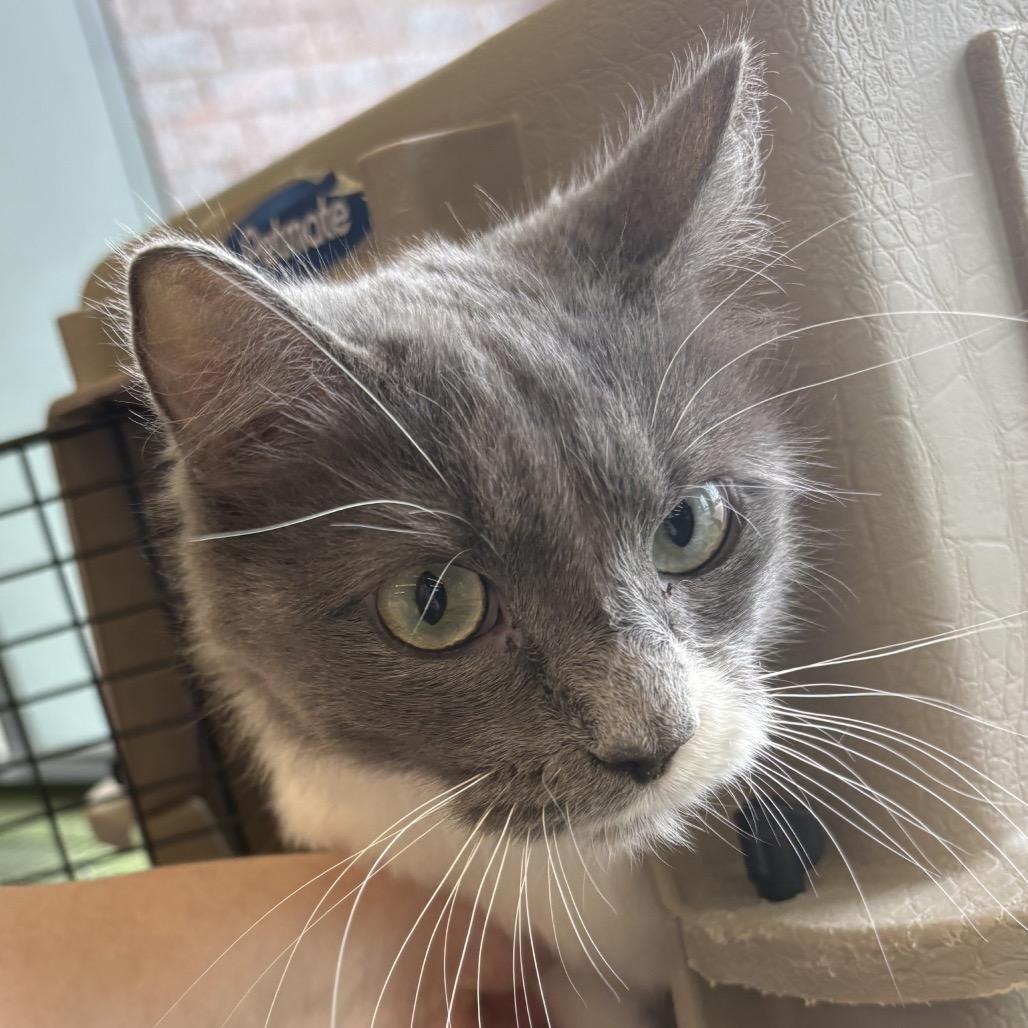 Enlarge BeeCee, a Adoptable Domestic Medium Hair in St. Paul, MN image 2/2