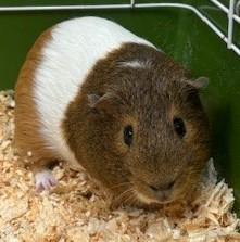 Corey, Adult Male Guinea Pig