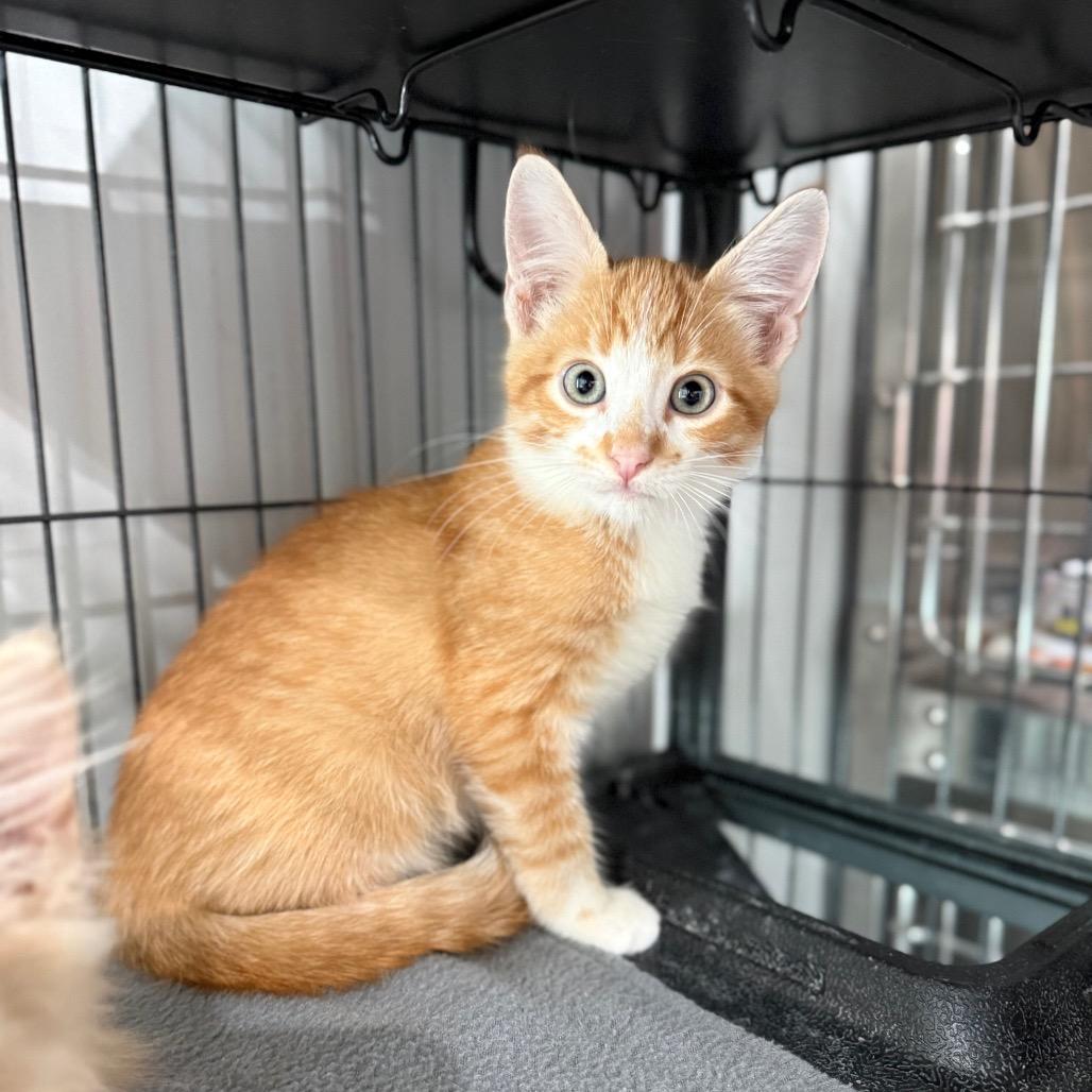 Enlarge Tigger, a Adopted Domestic Short Hair in Bradenton, FL image 1/2