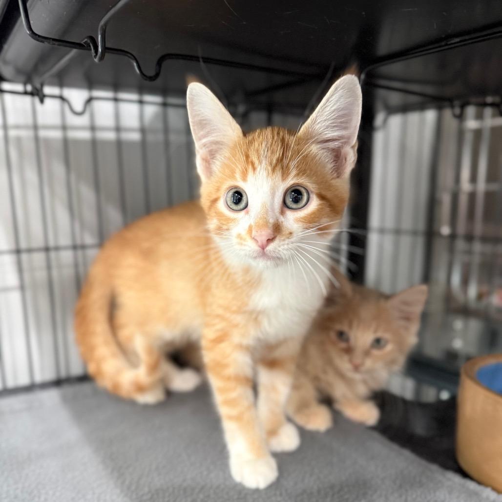 Enlarge Tigger, a Adopted Domestic Short Hair in Bradenton, FL image 2/2