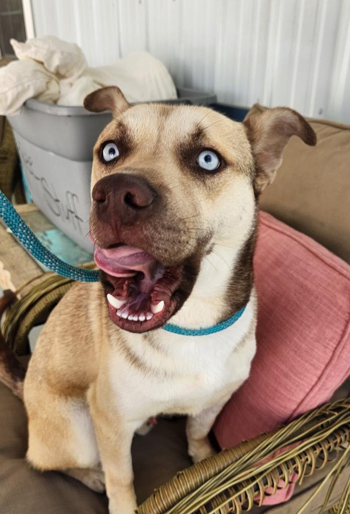 Enlarge Rocky, a Adopted mixed breed in Cambridge, MD image 1/1