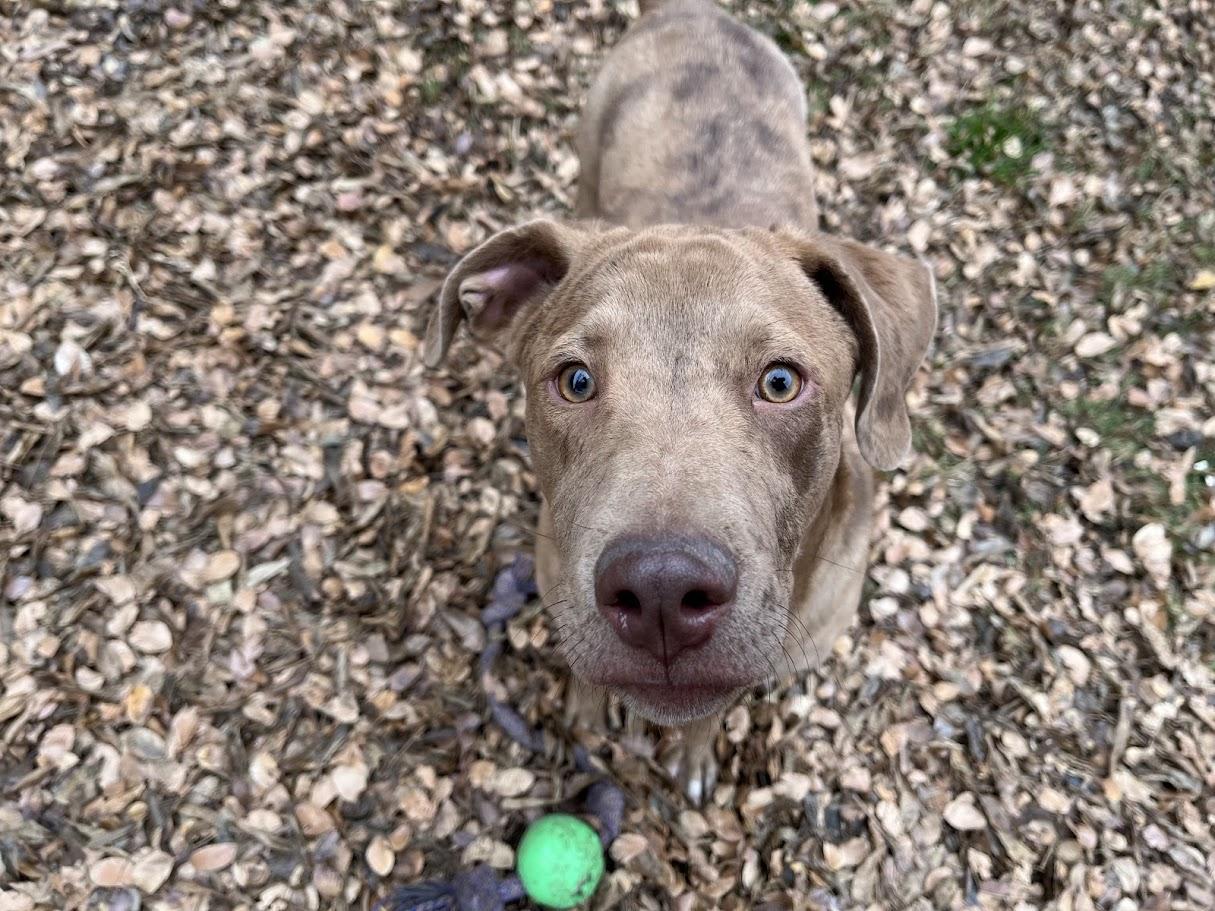 Rascal* A213485, a Adoptable mixed breed in Plano, TX image 2/6