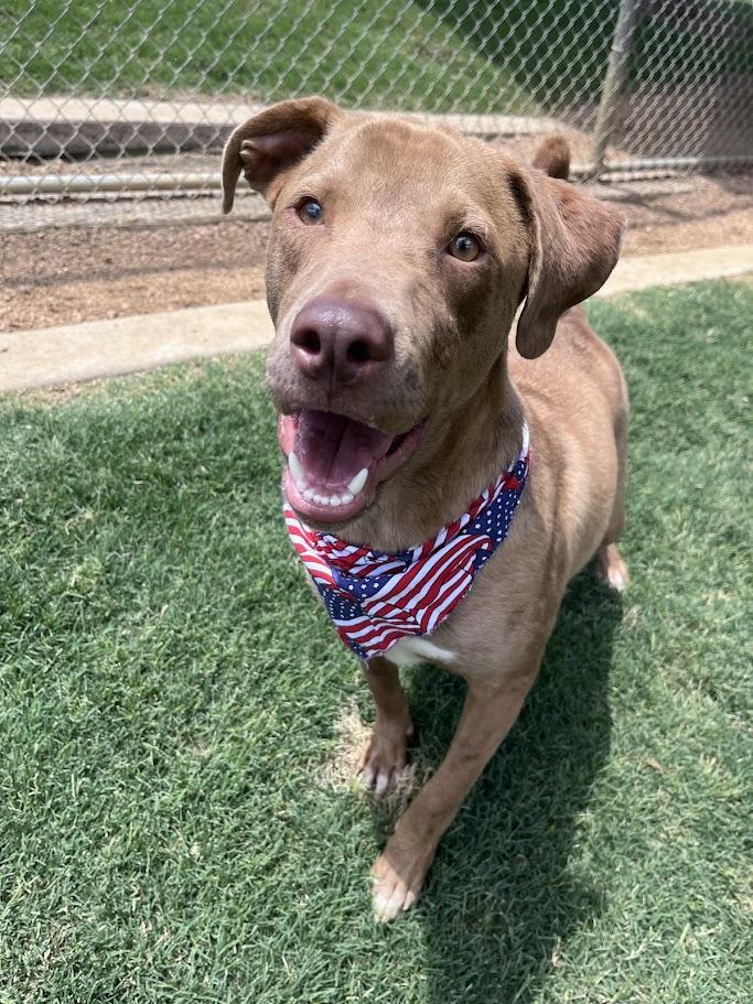 Rascal* A213485, a Adoptable mixed breed in Plano, TX image 6/6