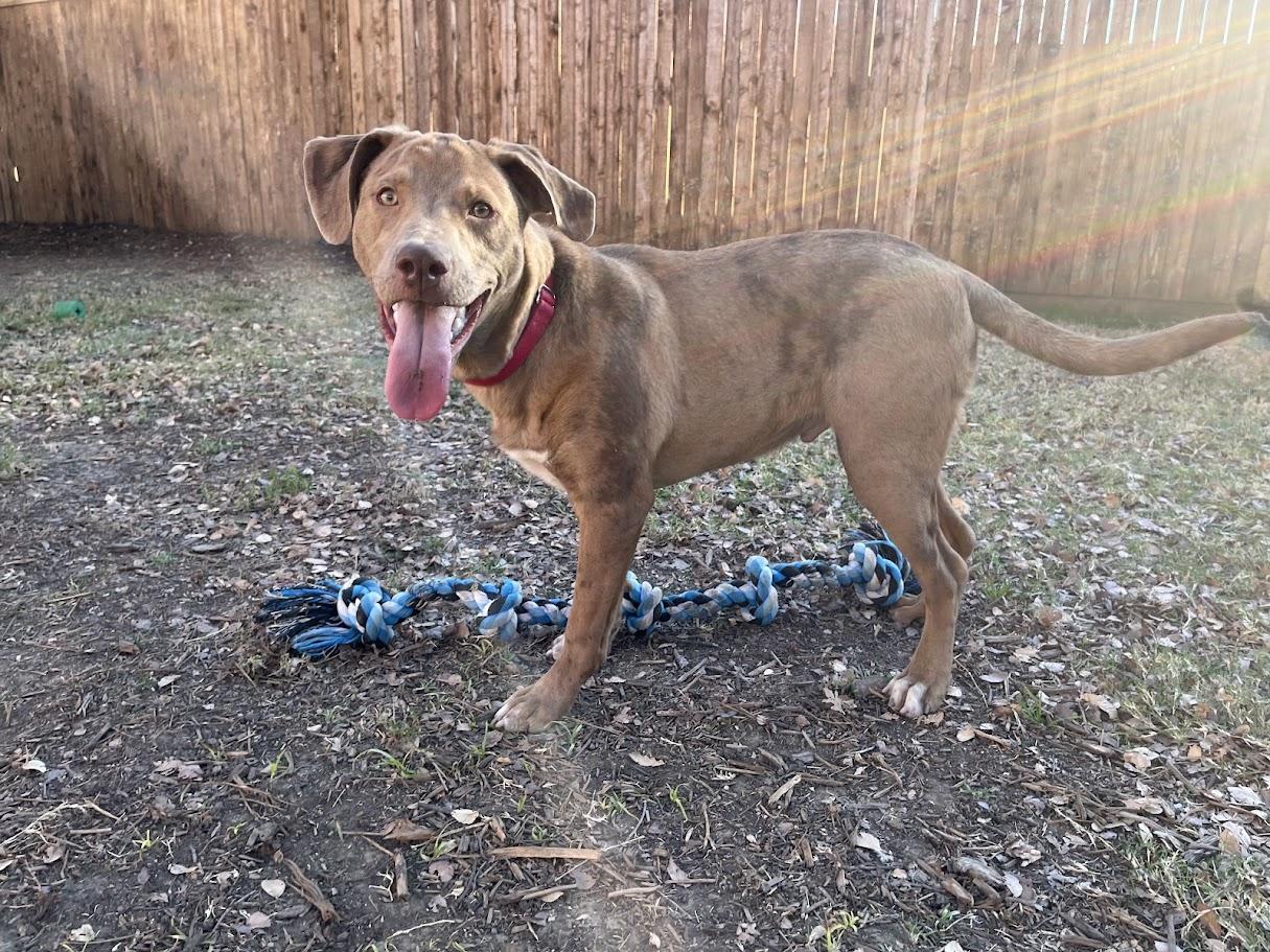 Rascal A213485, Adoptable, Puppy Male Catahoula Leopard Dog.