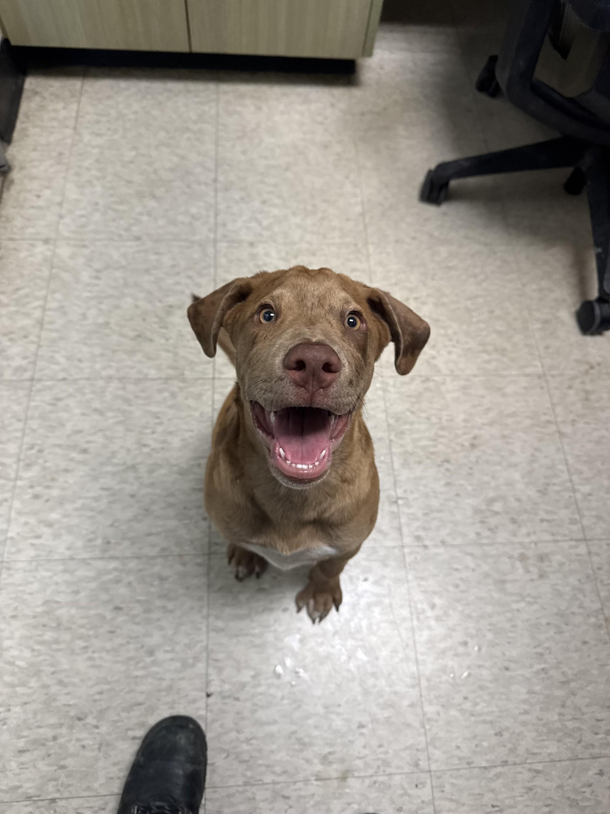 Rascal A213485