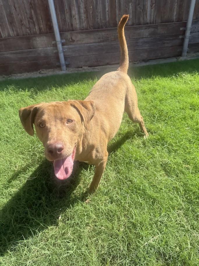 Enlarge Rascal* A213485, a Adoptable mixed breed in Plano, TX image 3/6