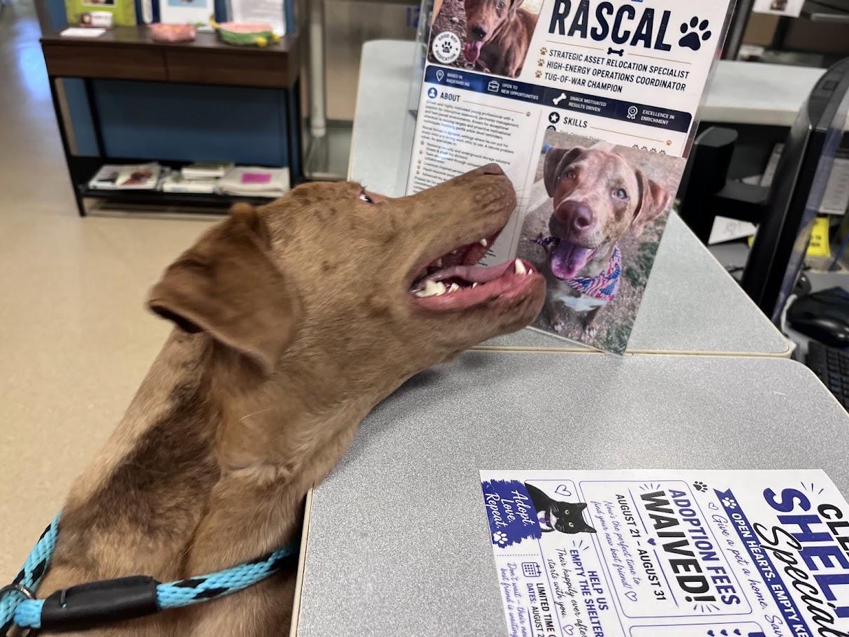 Enlarge Rascal* A213485, a Adoptable mixed breed in Plano, TX image 3/6