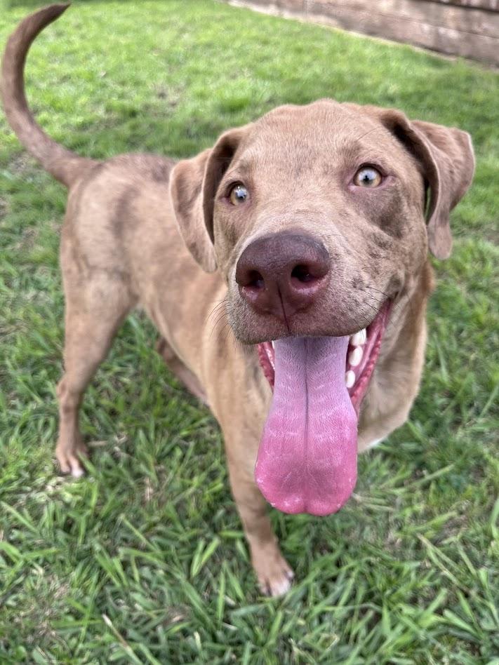 Enlarge Rascal* A213485, a Adoptable mixed breed in Plano, TX image 4/6