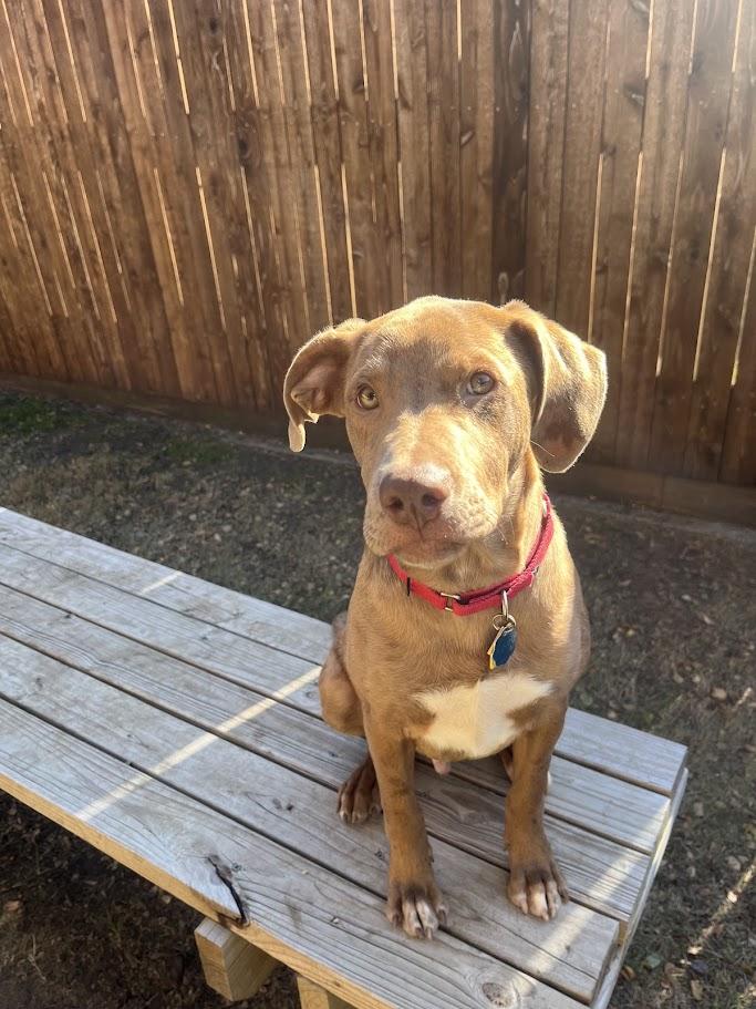 Rascal A213485, Adoptable, Puppy Male Catahoula Leopard Dog.