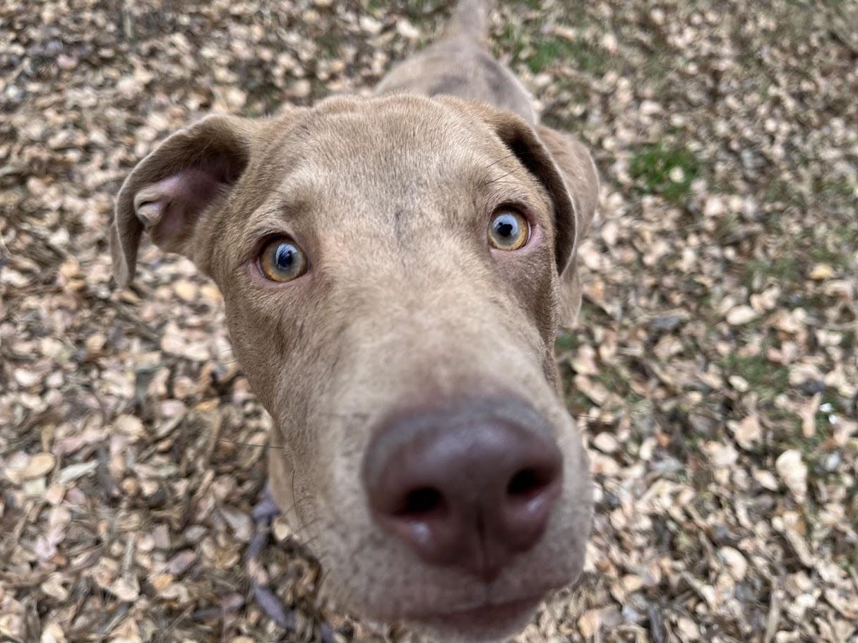 Rascal* A213485, a Adoptable mixed breed in Plano, TX image 6/6