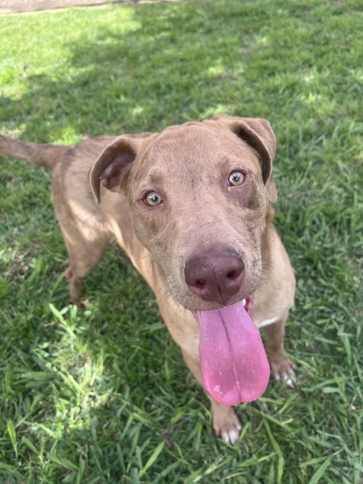Enlarge Rascal* A213485, a Adoptable mixed breed in Plano, TX image 6/6