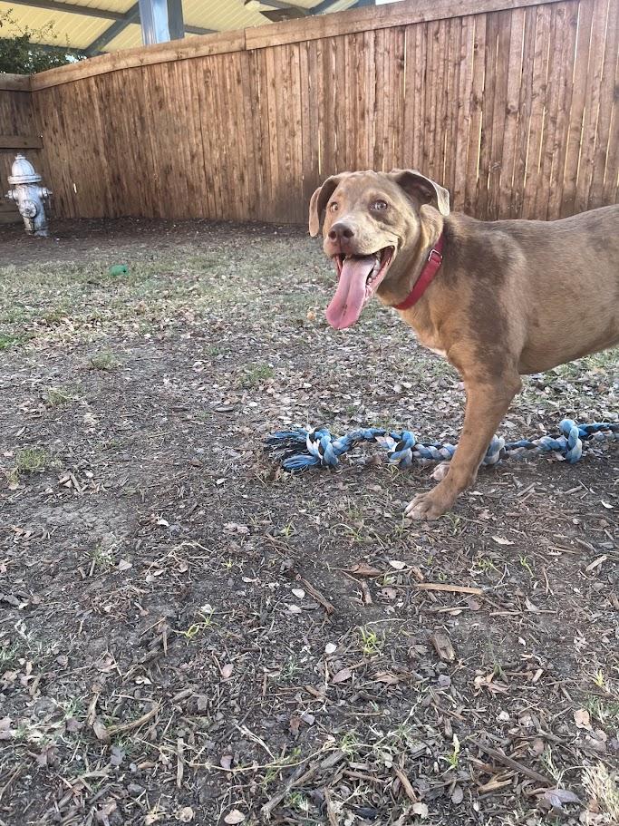 Enlarge Rascal A213485, a Adoptable mixed breed in Plano, TX image 6/6