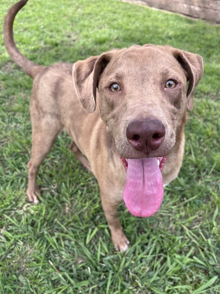 Rascal* A213485, Adoptable, Young Male Catahoula Leopard Dog.