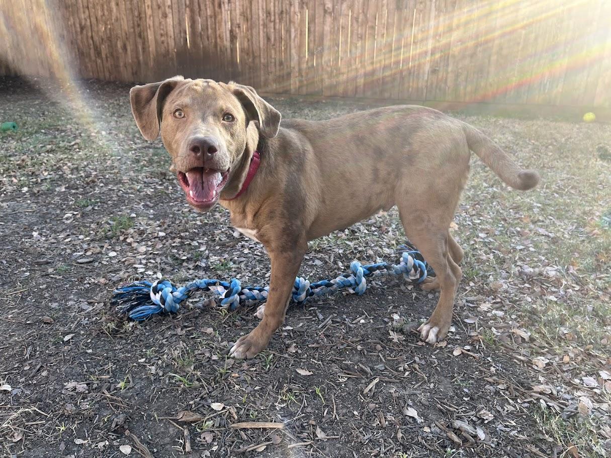 Enlarge Rascal A213485, a Adoptable mixed breed in Plano, TX image 5/6