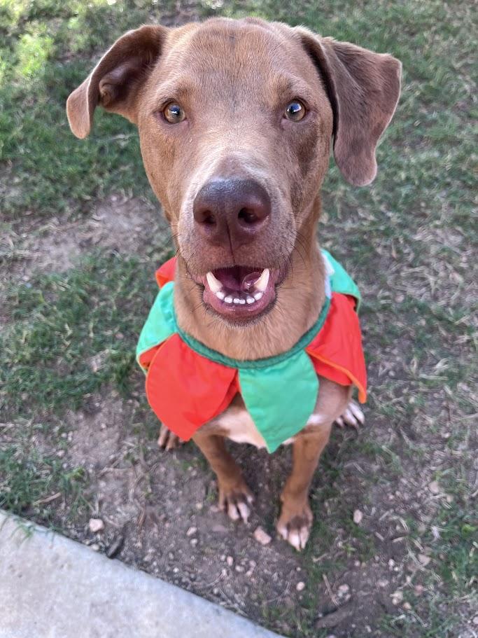 Enlarge Rascal* A213485, a Adoptable mixed breed in Plano, TX image 1/6