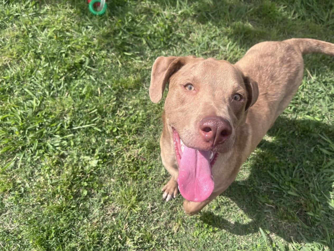 Enlarge Rascal* A213485, a Adoptable mixed breed in Plano, TX image 3/6