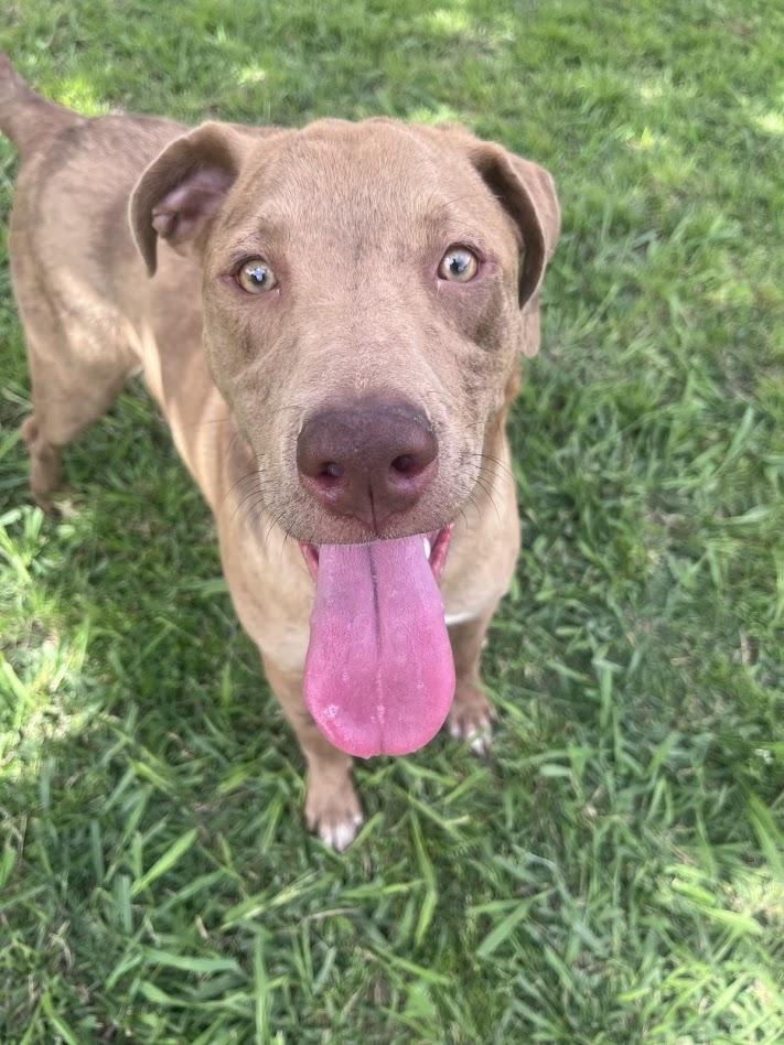 Enlarge Rascal* A213485, a Adoptable mixed breed in Plano, TX image 5/6