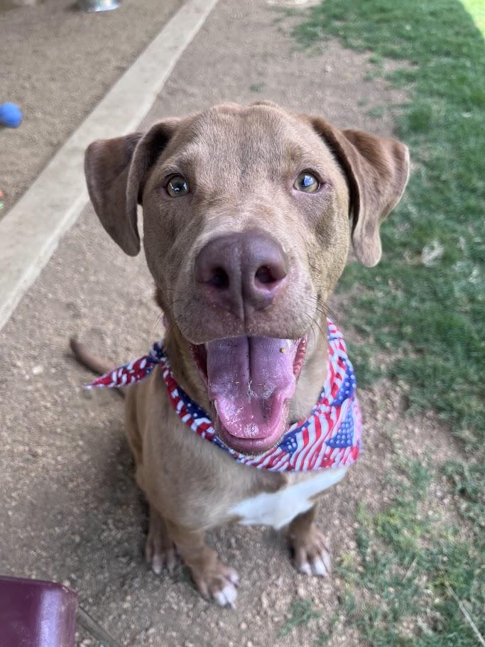 Rascal* A213485, a Adoptable mixed breed in Plano, TX image 5/6