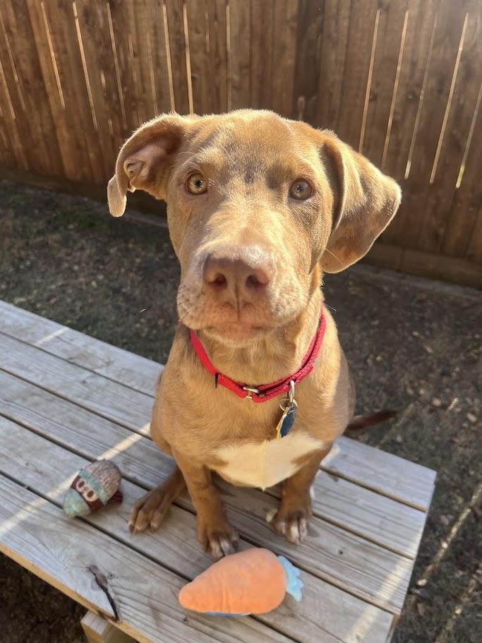 Enlarge Rascal A213485, a Adoptable mixed breed in Plano, TX image 2/4