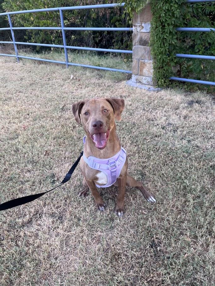 Enlarge Rascal* A213485, a Adoptable mixed breed in Plano, TX image 2/6