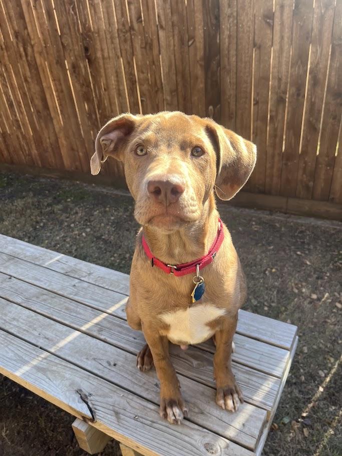 Enlarge Rascal A213485, a Adoptable mixed breed in Plano, TX image 4/4
