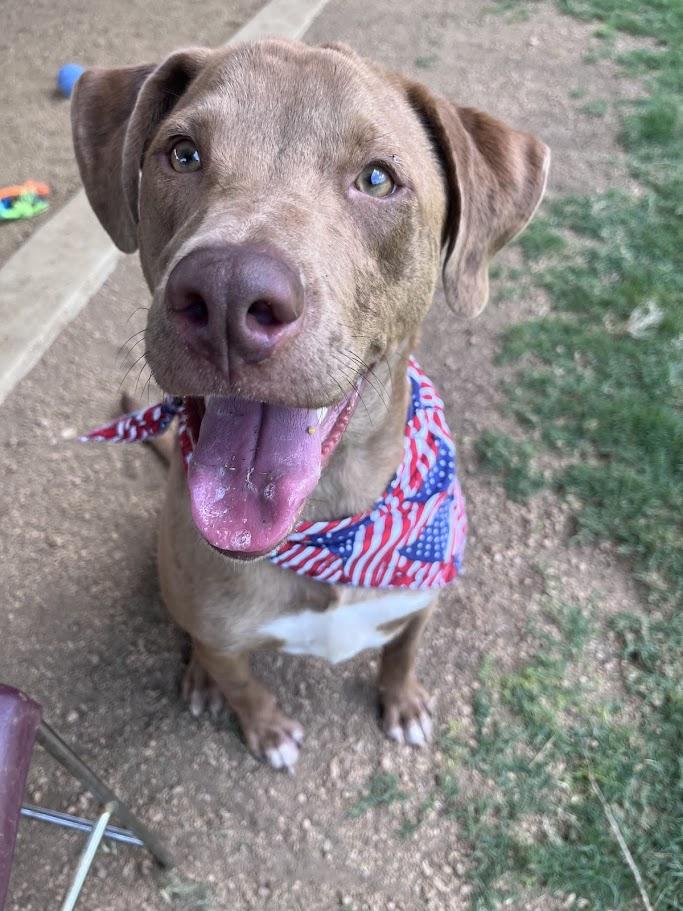 Rascal* A213485, a Adoptable mixed breed in Plano, TX image 1/6