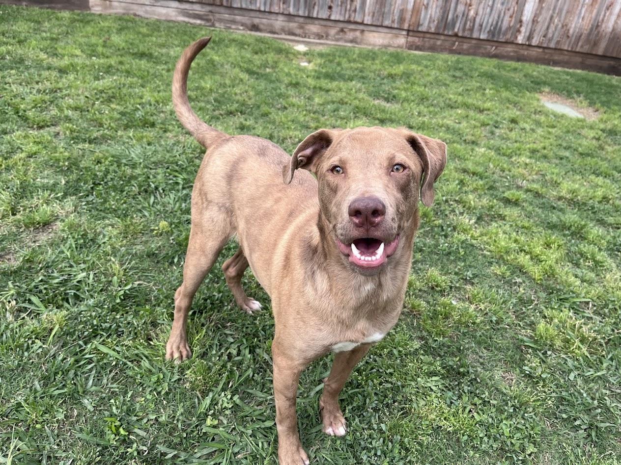 Enlarge Rascal* A213485, a Adoptable mixed breed in Plano, TX image 2/6
