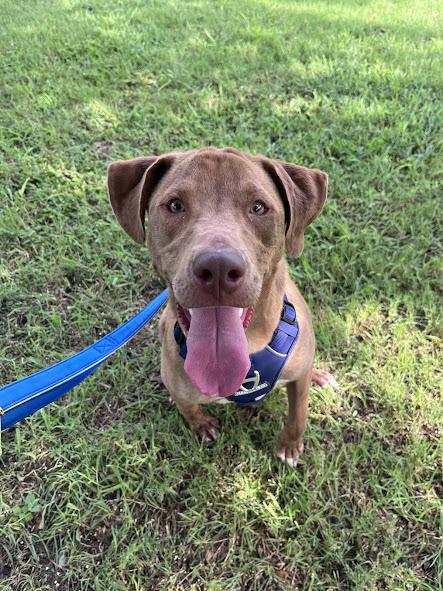 Enlarge Rascal* A213485, a Adoptable mixed breed in Plano, TX image 6/6
