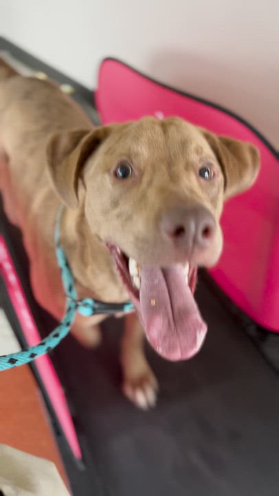 Enlarge Rascal* A213485, a Adoptable mixed breed in Plano, TX video 6/6