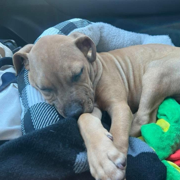 Pedrito, an adopted Mixed Breed in Yaphank, NY image 6/6