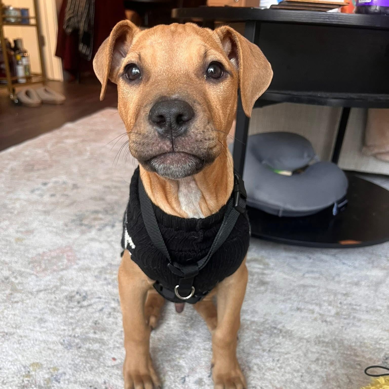 Pedrito, an adopted Mixed Breed in Yaphank, NY image 1/6