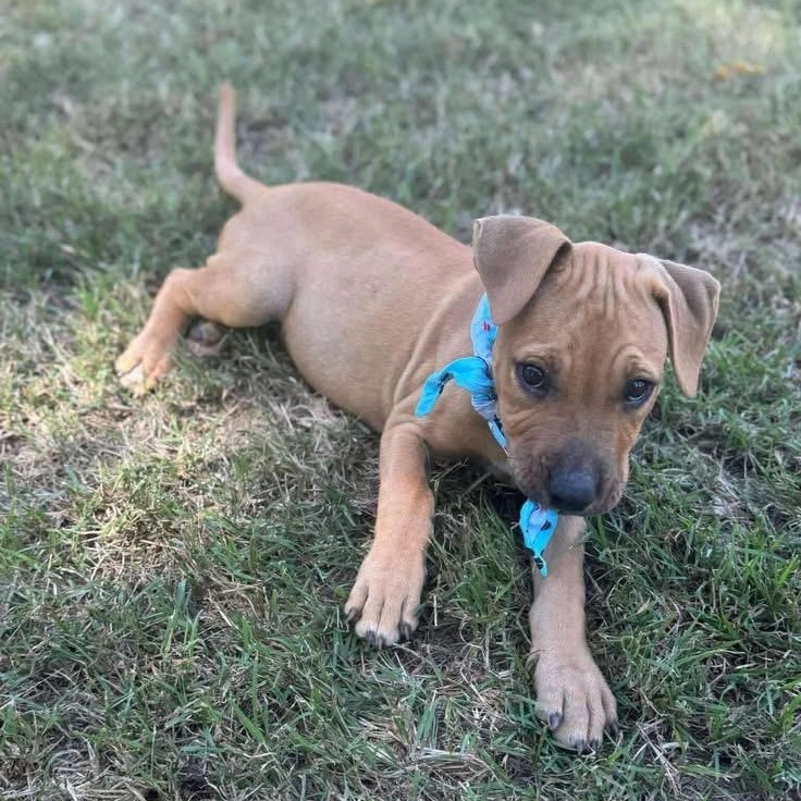 Pedrito, an adopted Mixed Breed in Yaphank, NY image 4/6