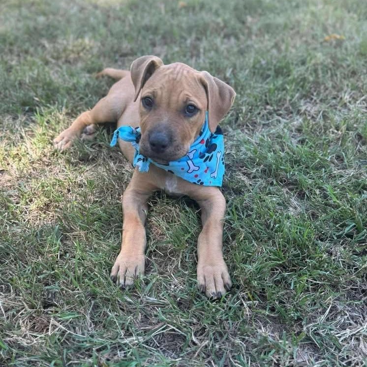 Pedrito, an adopted Mixed Breed in Yaphank, NY image 2/6