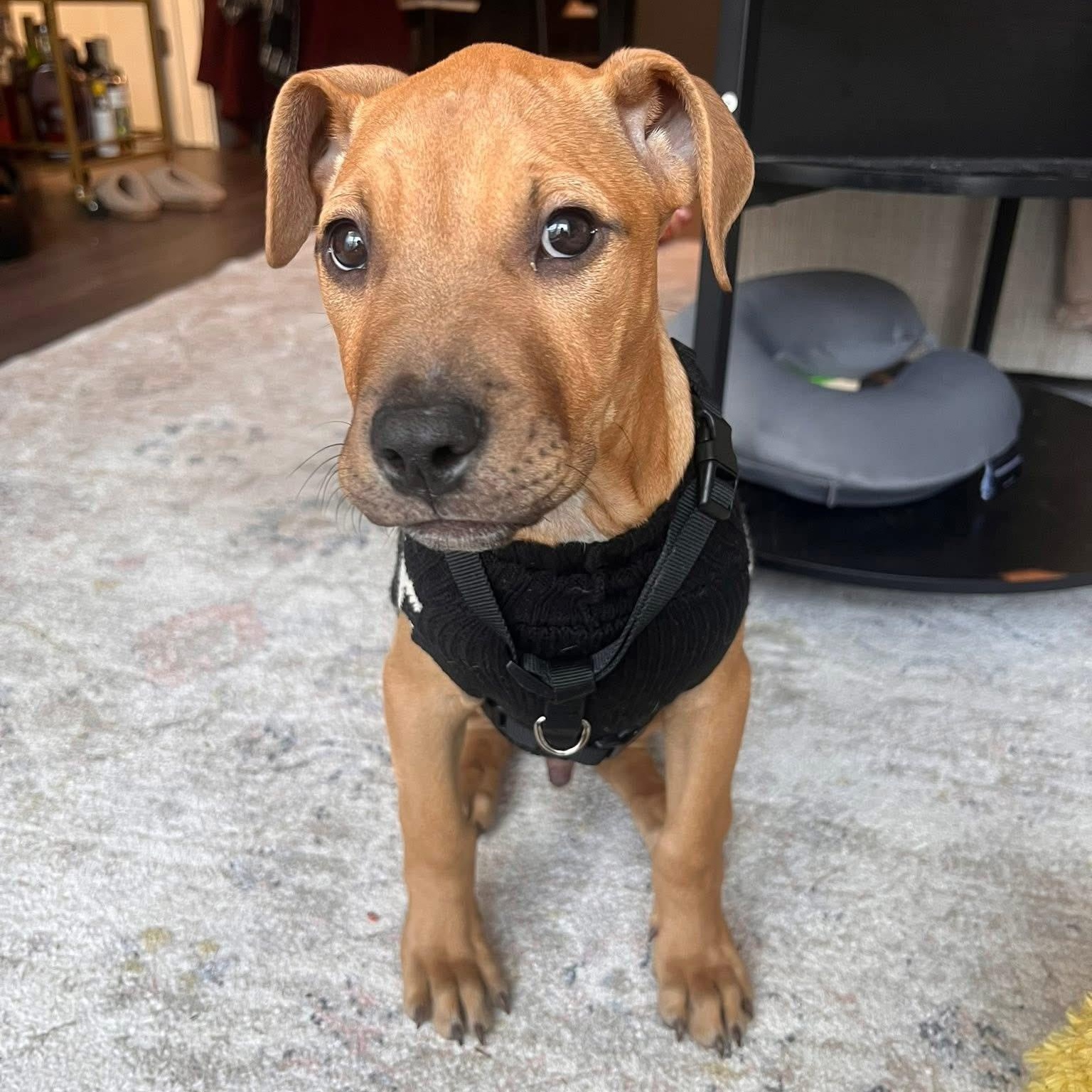 Pedrito, an adopted Mixed Breed in Yaphank, NY image 5/6