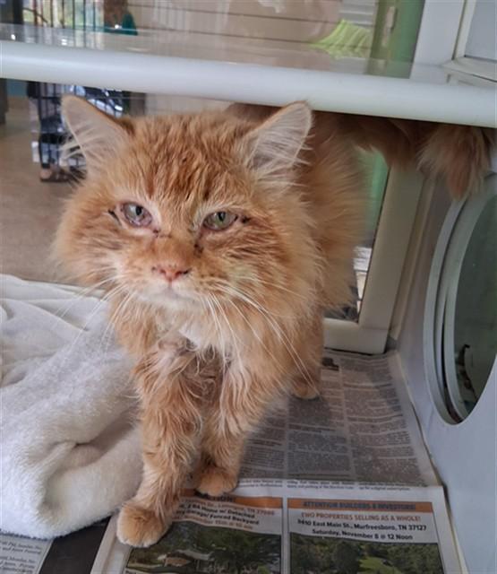 AUBIE, Adoptable, Adult Male Domestic Long Hair.