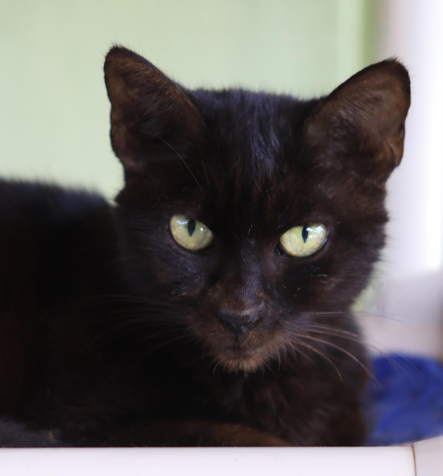 Taco, Adult Female unknown