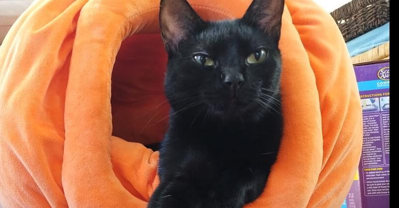 Enlarge Jasmine, a Adoptable Domestic Short Hair in East hartford, CT image 1/4