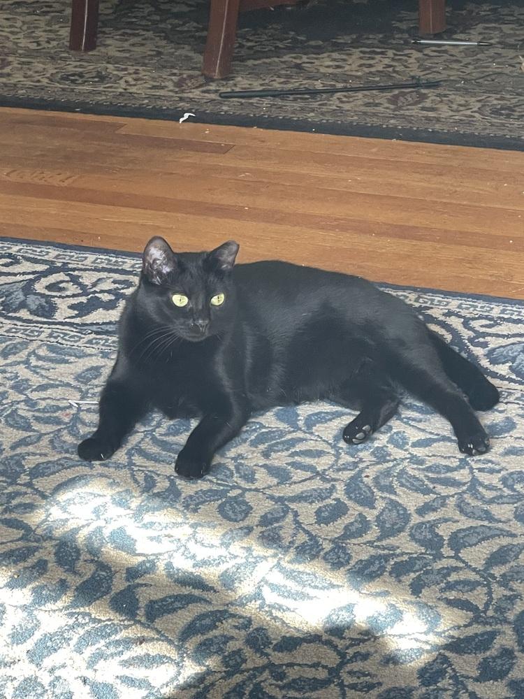 Enlarge Jasmine, a Adoptable Domestic Short Hair in East hartford, CT image 2/4