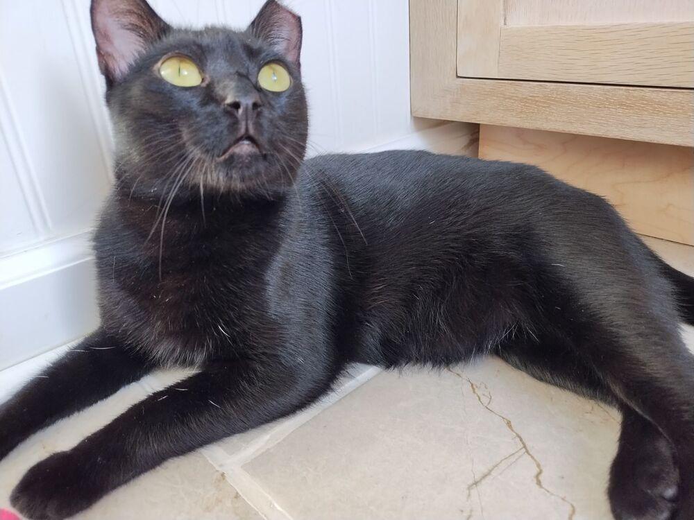 Enlarge Jasmine, a Adoptable Domestic Short Hair in East hartford, CT image 3/4