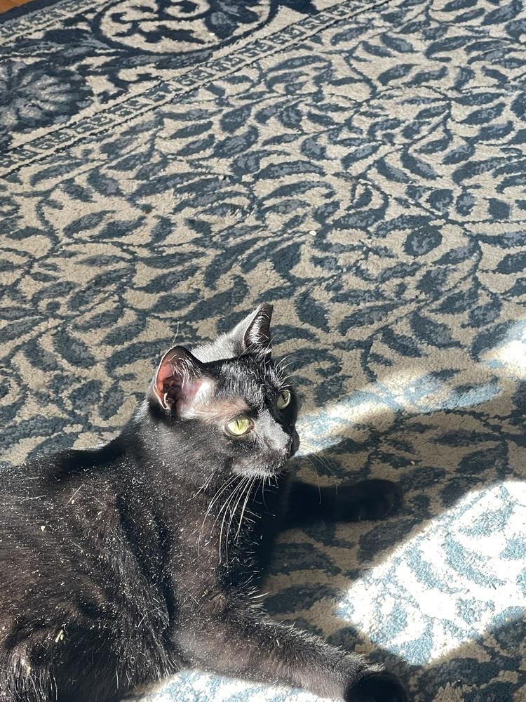 Enlarge Jasmine, a Adoptable Domestic Short Hair in East hartford, CT image 4/4