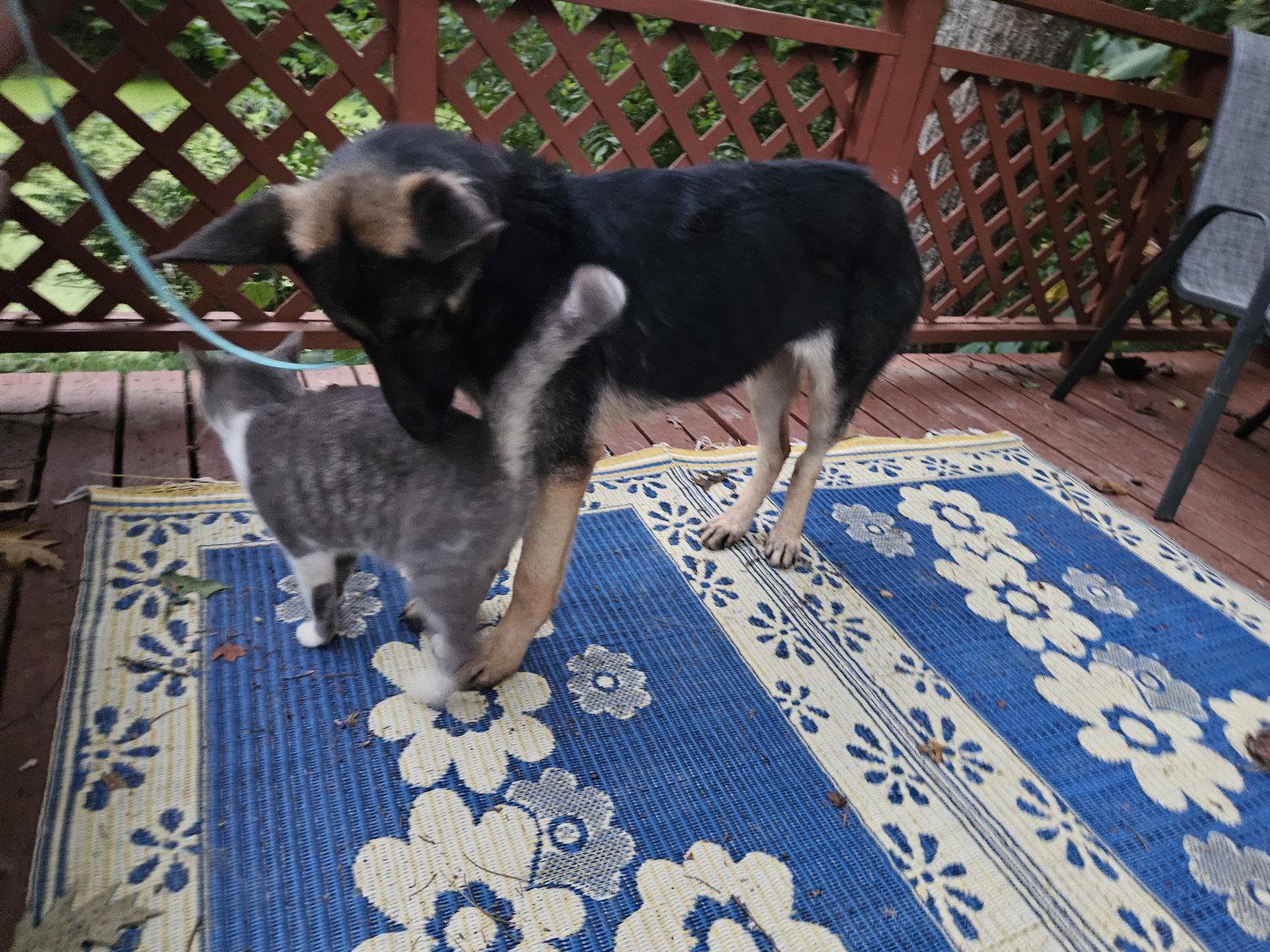 Julietta, Adoptable, Young Female German Shepherd Dog.