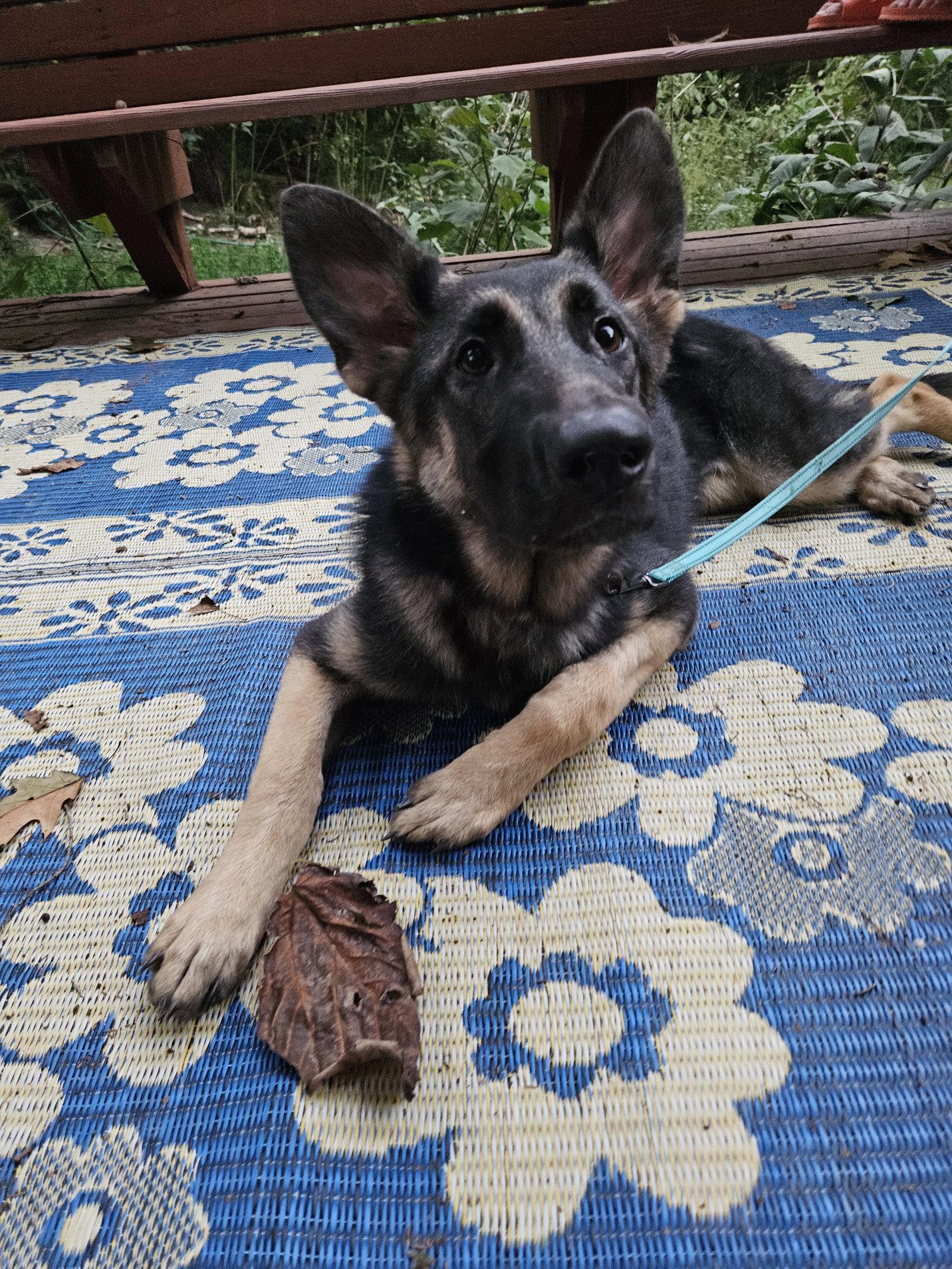 Enlarge Julietta, a Adoptable German Shepherd Dog in Louisville, KY image 2/3