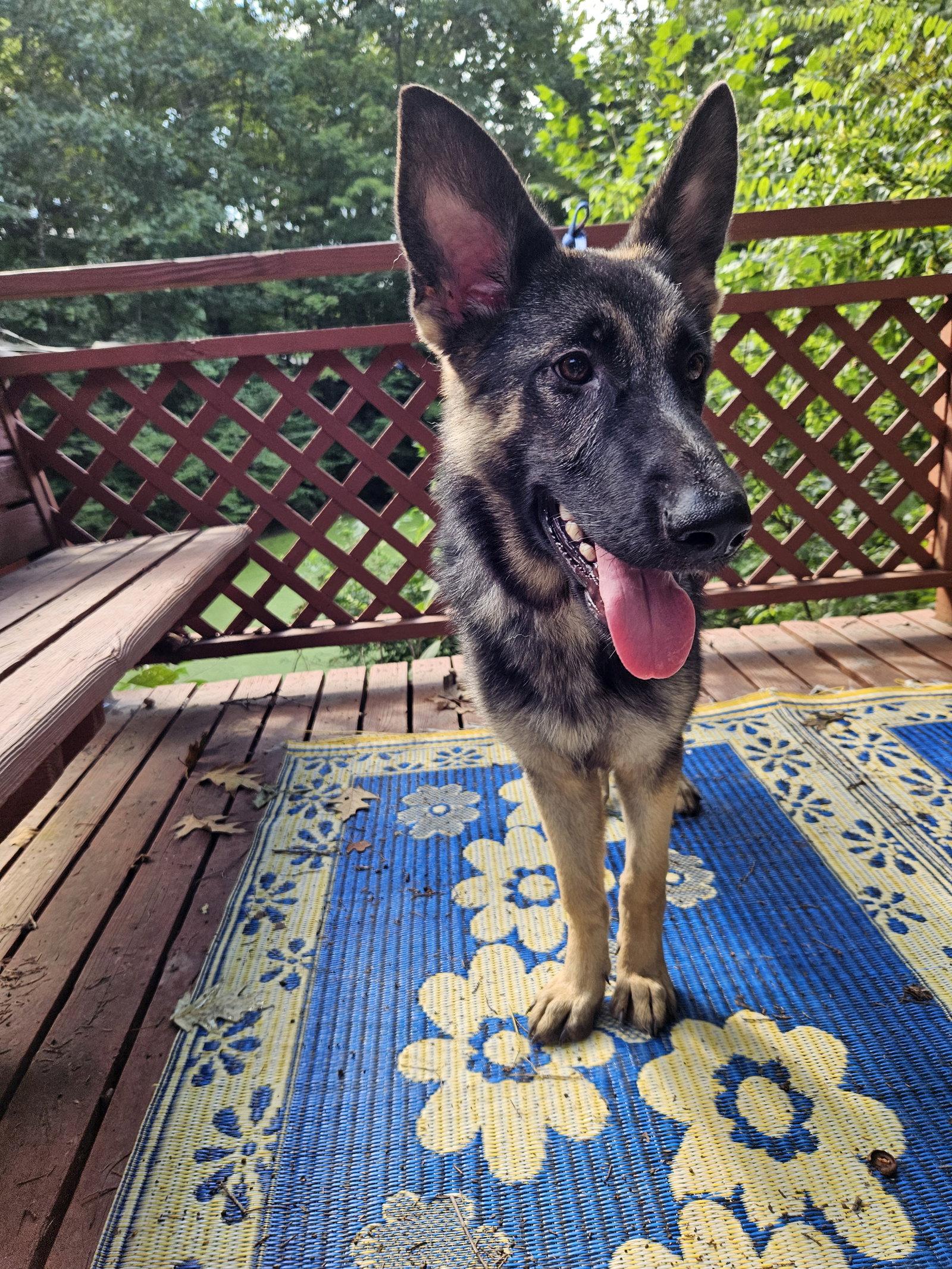 Enlarge Julietta, a Adoptable German Shepherd Dog in Louisville, KY image 3/3